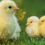 Rüyada sarı civciv görmek iyiye mi kötüye mi işaret eder? Rüyada yumurtadan civciv çıktığını görmek ne anlama gelir?