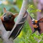 Rüyada yarasa görmek ne demek? Rüyada yarasa öldürdüğünü görmek...