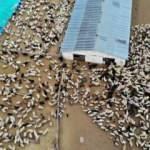 S&uuml;t kuzuları g&uuml;nde 2 defa anneleriyle buluşuyor, ortaya renkli g&ouml;r&uuml;nt&uuml;ler &ccedil;ıkıyor