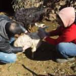 Balıkesir’de sahipsiz köpekler keçileri parçaladı!