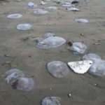 Hatay'da zehirli denizanası istilası