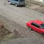 Sokak k&ouml;peklerinin saldırdığı &ccedil;ocuk kepenge tırmanarak  kurtuldu