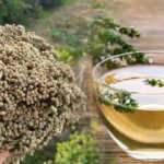 Bilye kekik çayının faydaları nelerdir? Bilye kekik çayı nasıl hazırlanır?