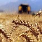 Buğdayda bu sezon rekolte beklentisi 20 milyon ton