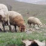 Derecik&rsquo;te karların erimesiyle koyunlar meralara &ccedil;ıkmaya başladı 