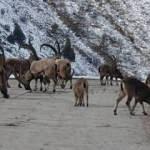 G&uuml;m&uuml;şhane dağlarını seven Yaban Ke&ccedil;ilerinin sayısı bini aştı   