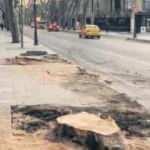 Kesilen çınarlarla ilgili yeni iddia: Yerine daha dayanıksız ithal ağaç dikecekler