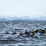 Sapanca G&ouml;l&uuml;'nde su seviyesi son 7 yılın zirvesinde