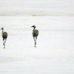  Y&uuml;ksekova&rsquo;da 30 yıllık aranın ardından turnalar yeniden g&ouml;r&uuml;ld&uuml;