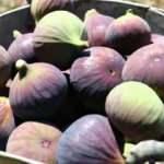 Bursa'nın siyah inciri UR-GE Projesi'yle yeni pazarlara açılacak
