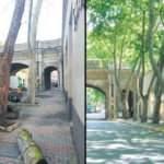 CHP'li İBB'nin "kanser" diye katlettiği çınar ağaçlarının hepsi hasta değildi