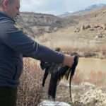 Erzincan&rsquo;da yaralı halde bulunan şahin tedavi edildi