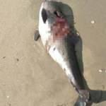 Ge&ccedil;en yıl 8 yunusun &ouml;ld&uuml;ğ&uuml; sahilde, 2 yunus daha karaya vurdu