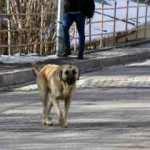 G&uuml;m&uuml;şhane&rsquo;de başıboş sokak k&ouml;pekleri &ccedil;ocukların kabusu oldu