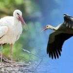 Rüyada uçan leylek görmek ne demek? Rüyada leylek sürüsü görmek hayırlı mıdır?