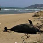 Sinop'taki yunus &ouml;l&uuml;mlerinin sebebi belli oldu