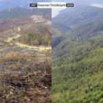 T&uuml;rkiye'nin orman varlığı bir yılda 177 bin hektar arttı