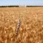 Ürküten tahmin: 15 milyon ton tahıl devre dışı kalabilir