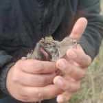 Kanadı kırılmış halde bulunan 'd&ouml;v&uuml;şken kuş' tedaviye alındı 