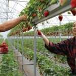 Mesleklerini bırakıp topraksız tarıma y&ouml;nelen m&uuml;hendis &ccedil;ift &ccedil;ilek &uuml;retiyor