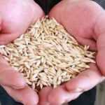 Kastamonu'da "siyez buğdayı" proje ile koruma altına alındı