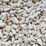 Çiftçilere 18 ton aspir tohumu dağıtıldı