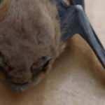 Kış uykusundan uyanan c&uuml;ce yarasa soluğu yaşlı &ccedil;iftin evinde aldı