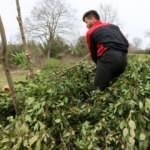 Kocaeli'de doğal olarak yetişen defne, kırsalda yaşayanlara gelir kapısı oldu