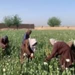 Taliban'ın yasağına rağmen haşhaş ekimi sürüyor