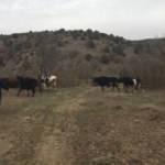 Yaşlı kadının kaybolan 7 b&uuml;y&uuml;kbaş hayvanı dronla bulundu