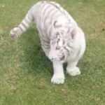 Jandarma ka&ccedil;ak hayvan operasyonu: Kaplan ele ge&ccedil;irildi