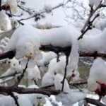 Erzincan&rsquo;da Nisan ayında &ccedil;i&ccedil;ek a&ccedil;an meyve ağa&ccedil;larını don vurdu   