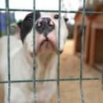 Yasaklı ırk k&ouml;pekler i&ccedil;in Hatay&rsquo;da yeni tedbir alındı! 