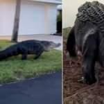 Timsah evlerin arasında dolaştı