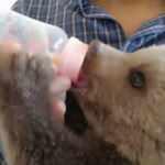 Irak sınırında bulunan ayı yavrusu ilgi odağı oldu   