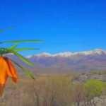 Ters laleleri koparan yandı! Cezası tam 80 bin 465 lira