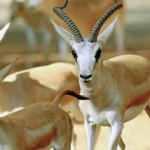 TİGEM'den "ceylan ziyafeti" iddialarına sert tepki 