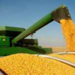 Türkiye buğday ithalatı için Hindistan ile görüşüyor