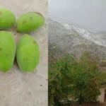 Elazığ&rsquo;da dolu yağdı! Kayısı bah&ccedil;eleri zarar g&ouml;rd&uuml;