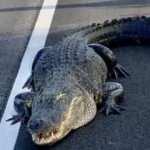 Florida'da yola &ccedil;ıkan timsah trafiği kilitledi