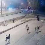 K&ouml;pek s&uuml;r&uuml;s&uuml; bebekli aileye saldırdı! Kabus dolu anlar