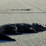 Yola &ccedil;ıkan timsah trafiği kilitledi