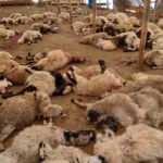 Ağıla kurt s&uuml;r&uuml;s&uuml; girdi, 200 k&uuml;&ccedil;&uuml;kbaş hayvanı telef oldu!