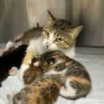 Anne kedinin ayağına tuğla d&uuml;ş&uuml;nce yavrularıyla birlikte ameliyata alındı