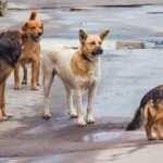 İngiltere, T&uuml;rkiye'deki k&ouml;pek saldırıları nedeniyle uyarı yayımladı