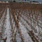 Mersin&rsquo;de dolu yağdı, onlarca d&ouml;n&uuml;m alan zarar g&ouml;rd&uuml;