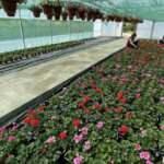 Meslek lisesinde yetiştirilen çiçekler Türkiye'nin dört bir yanında annelere ulaşacak