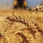 Bir ülke daha buğday ihracatını yasakladı