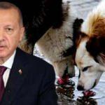 Cumhurbaşkanı Erdoğan'dan sokak hayvanları talimatı