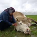 Tek ge&ccedil;im kaynağı olan ineği &ouml;ld&uuml;, ottan zehirlendi iddiası